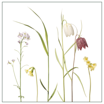 Fliesenaufkleber mit Schachbrettblumenmotiv