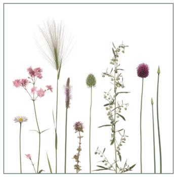 Fliesenaufkleber mit Wiesenmotiv in Rosatonen auf weißem Hintergrund