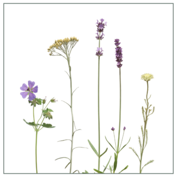 Fliesenaufkleber mit Wiesenmotiv in Rosatonen auf weißem Hintergrund