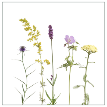 Fliesenaufkleber mit Wiesenmotiv in Violett und Gelb auf weißem Hintergrund
