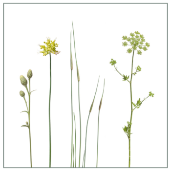 Fliesenaufkleber mit Wiesenmotiv in Weiß und Grün auf weißem Hintergrund