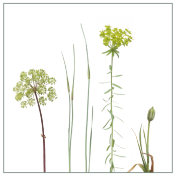 Fliesenaufkleber mit Wiesenmotiv in Gelb und Grün auf weißem Hintergrund