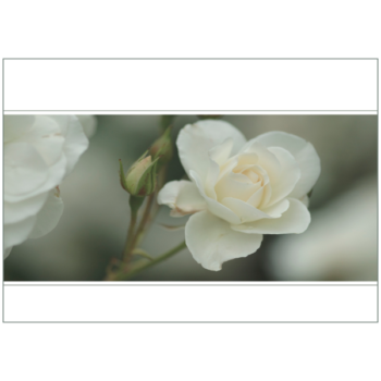 Zarte, weiße Rose