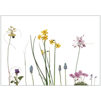 Narzissen, Allium und Perlhyazinthen zieren diese frühlingshafte Klappkarte