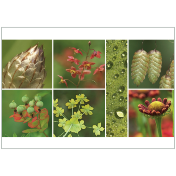 Herbstlich-weihnachtliche Zusammenstellung von Pflanzenmotiven in warmen Tönen
