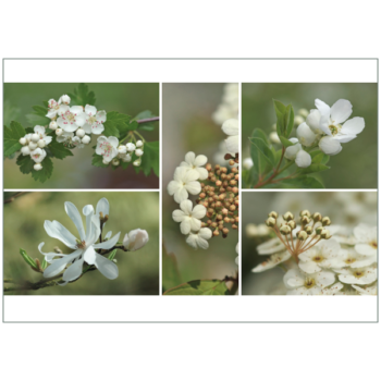 Eine frühligsharte Zusammenstellung weißer Gehölzblüte