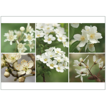 Eine frühligsharte Zusammenstellung weißer Gehölzblüte