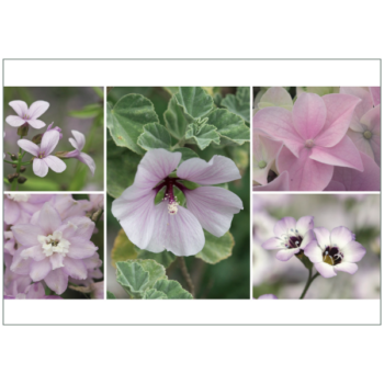 Zarte rosa Blüten: Malven, Hortensien, Rittersporn und Schaumkraut
