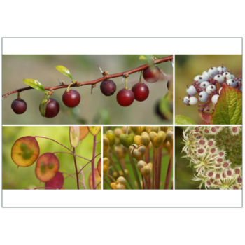 Früchte und Beeren zieren diese herbstliche Grußkarte