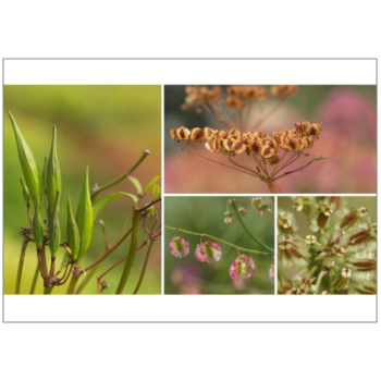 Früchte und Beeren zieren diese herbstliche Grußkarte