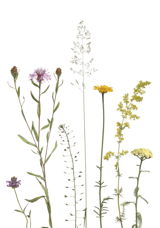 Wiesenmotiv in Gelb und Rosa: Flockenblumen, Färberkamille und Labkraut