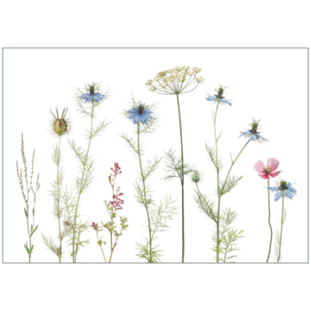Klappkarte mit Nigellawiesenmotiv in blau und rosa