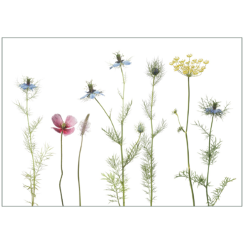 Klappkarte mit Nigellawiesenmotiv in blau und rosa, Rückseite
