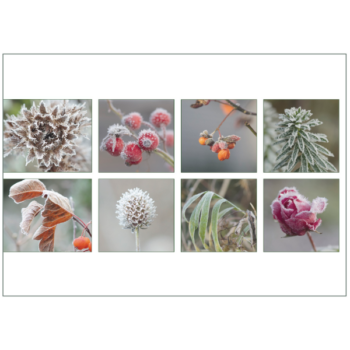 Eine Auswahl winterlicher botanischer Motive, raureifüberhaucht, Rückseite