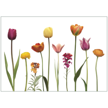 Tulpenmotiv in rot, orange und gelb auf weißem HIntergrund