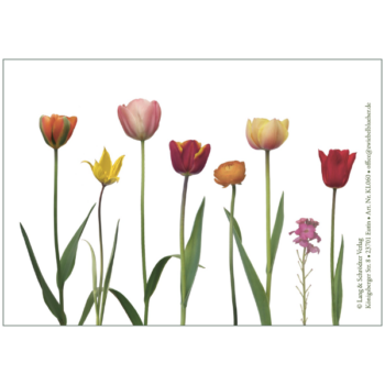 Tulpenmotiv in rot, orange und gelb auf weißem HIntergrund