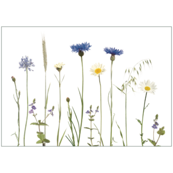 Kornblumen mit Margeriten und Gräsern auf weißem Hintergrund