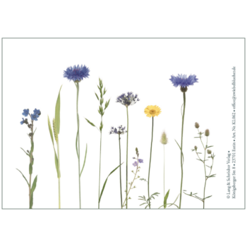 Kornblumen mit Margeriten und Gräsern auf weißem Hintergrund - die Rückseite