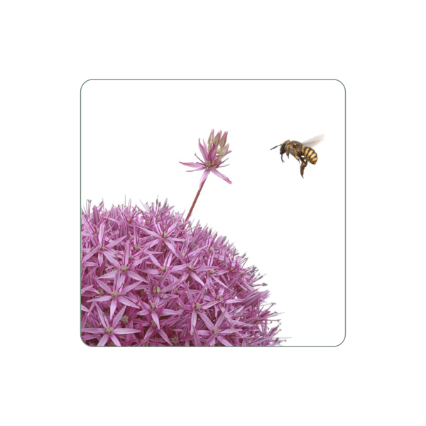 Magnet "Biene an Allium"