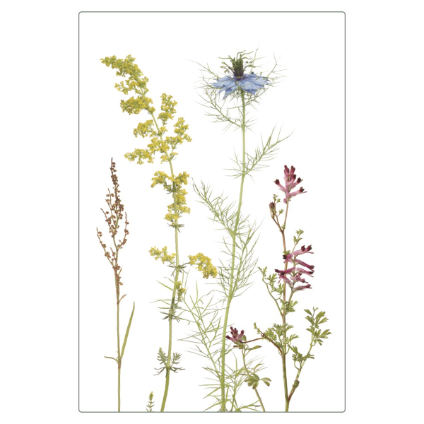 Folienmagnet "Nigella & Co."
