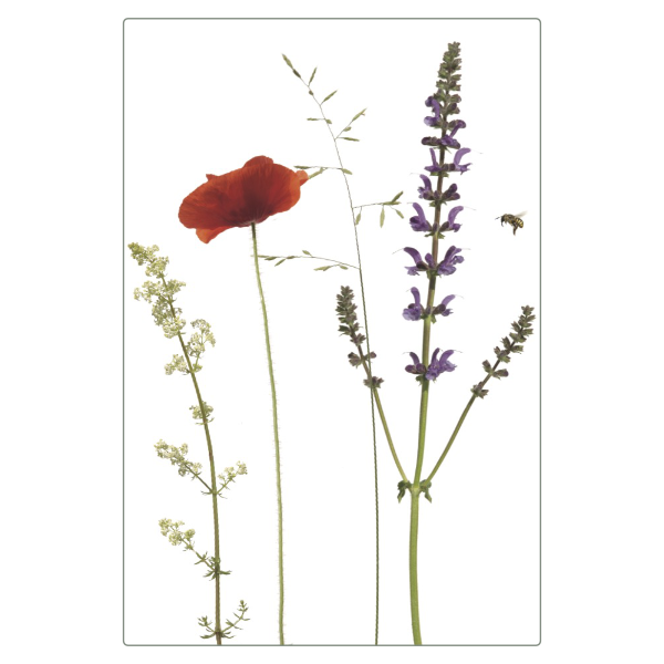 Folienmagnet "Klatschmohn & Wiesensalbei"