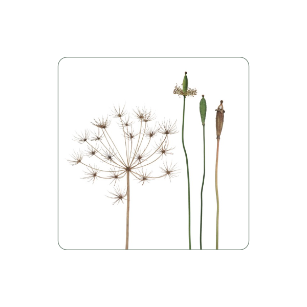 Magnet "Kerbel"