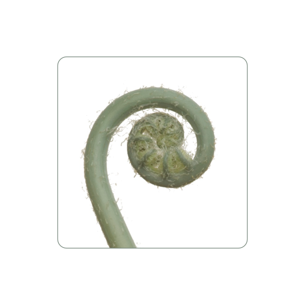 Magnet "Farnwedel"