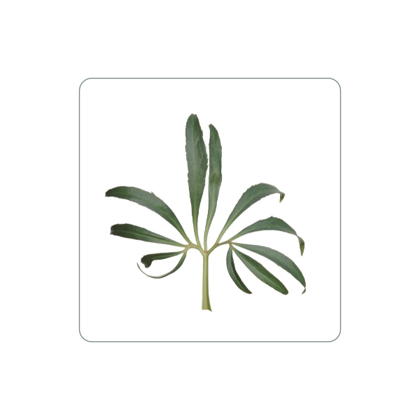 Magnet "Helleborus"