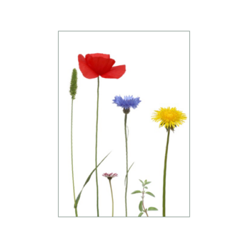 Ackerkräutermotiv auf weißem Hintergrund: Klatschmohn, Kornblume und Löwenzahn