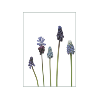 Blaue Perlhyazinthenblüten auf weißem Hintergrund