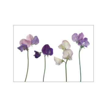 Violette und blaue Duftwickenblüten auf weißem Hintergrund