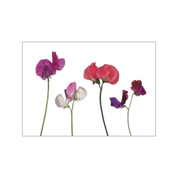 Rote und violette Duftwickenblüten auf weißem Hintergrund