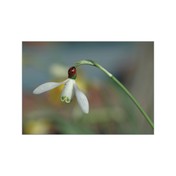 Ein Marienkäfer sitzt auf einer Schneeglöckchenblüte