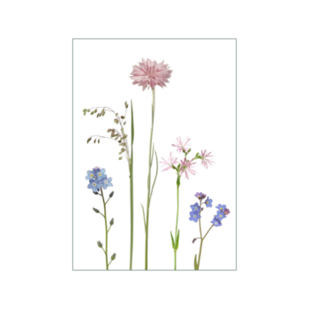 Rose Kornblumen und Vergissmeinnichte auf weißem Hintergrund