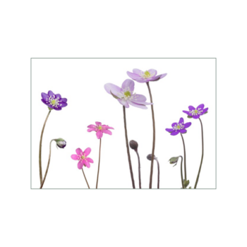Pinke und blaue Leberblümchen auf weißem Hintergrund