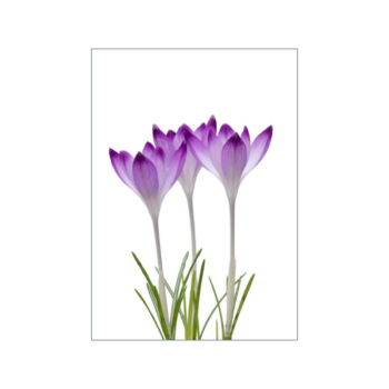 Violetter Frühlingskrokus auf weißem Hintergrund