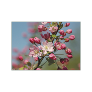 Zierapfelblüte in rosa vor blauem Himmel