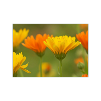 Ringelblumenblüten in gelb und orange zieren diese kleine Karte