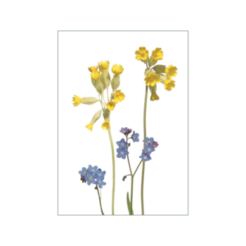 Frühlingsboten: gelbe Schlüsselblumen und blaue Vergissmeinnicht