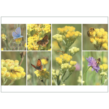 Postkarte 