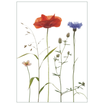Postkarte 