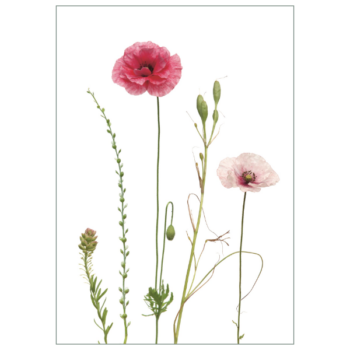 Postkarte 