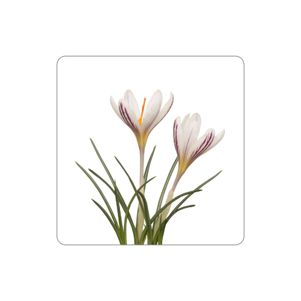 Magnet "Weißer Krokus"
