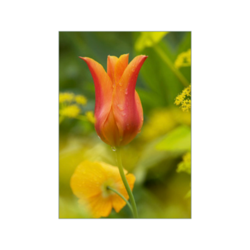 Tulpe 'Ballerina' in kräftigem Orange