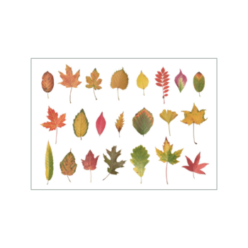 Viele bunte Blätter: Herbstlaubmotiv auf weißem Hintergrund
