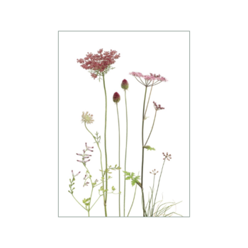 Kleine Karte mit wilden Karotten in dunkelrot und rosa