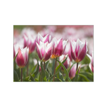 Die historische Tulpe 'Lac van Rijn' in rosa und weiß