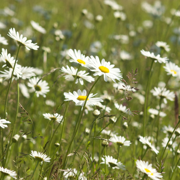 Wiesenmargerite Leucanthemum vulgare